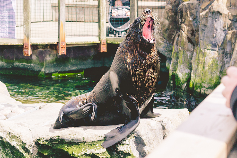 wedding photography bristol zoo