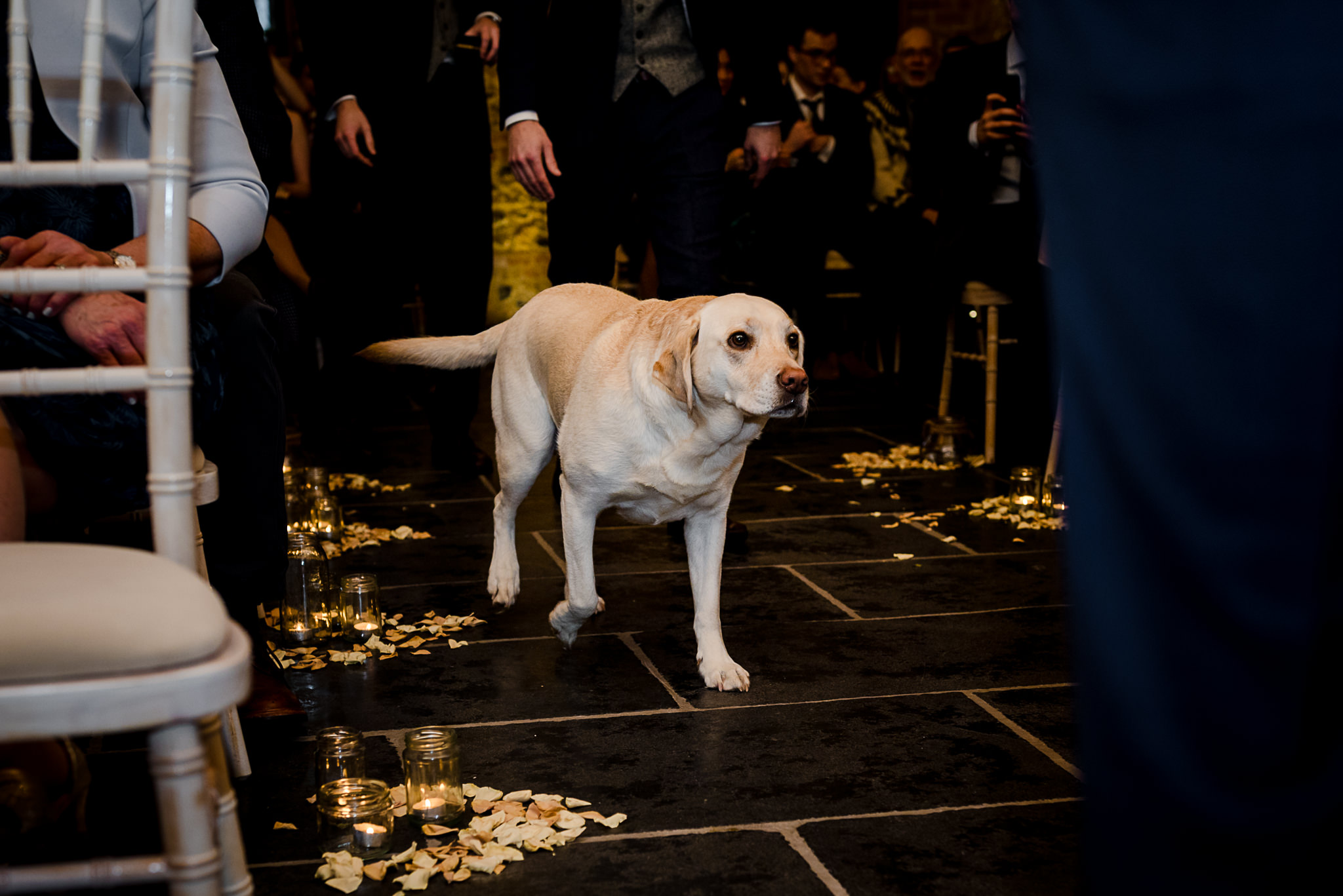 Dogs at weddings - Walking down the aisle