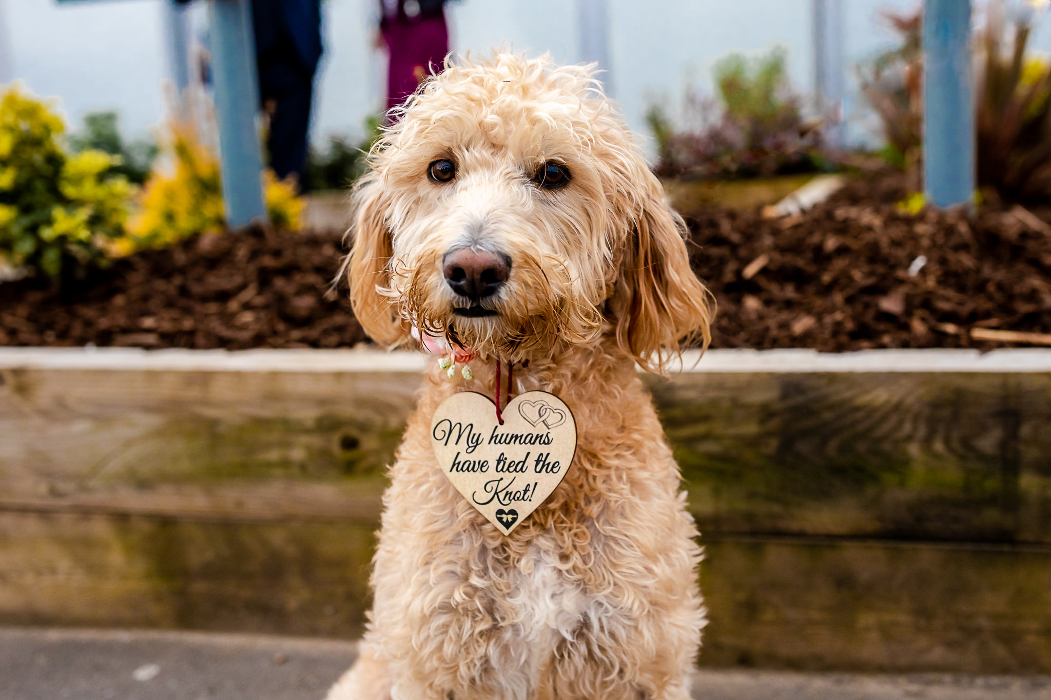 Dogs at Weddings - Art by Design Photography