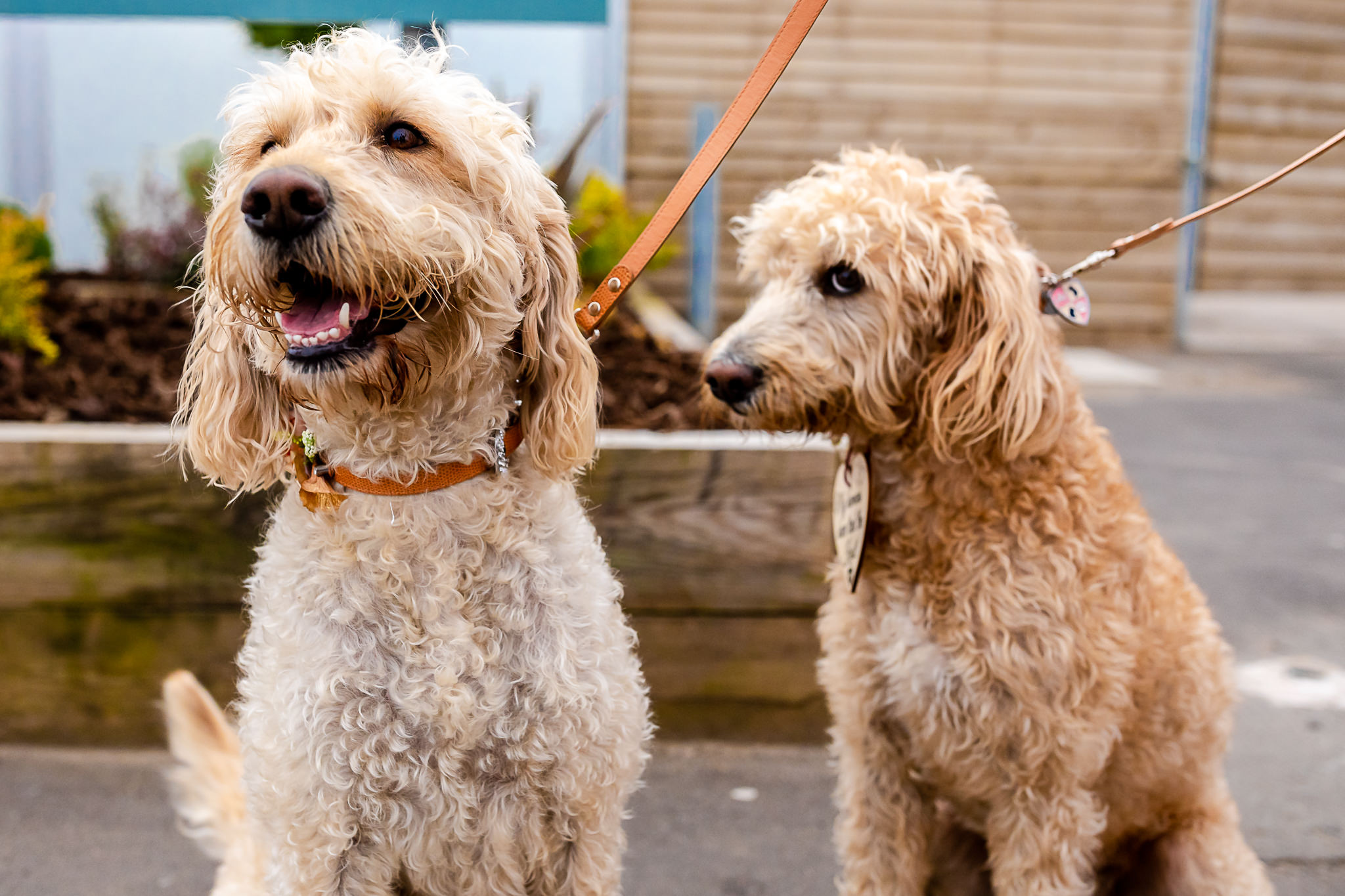 Dogs at Weddings - Art by Design Photography