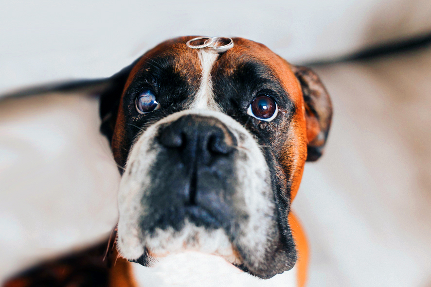 Dogs at weddings - wedding rings