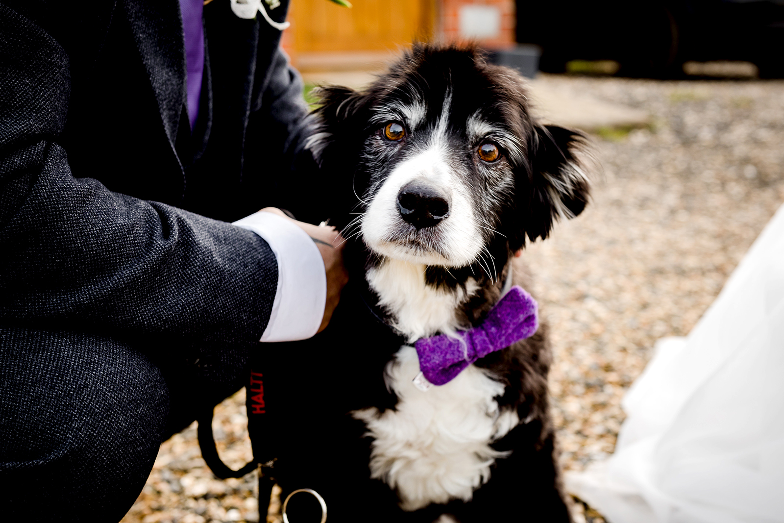 Dogs at weddings - South Wales wedding photographer