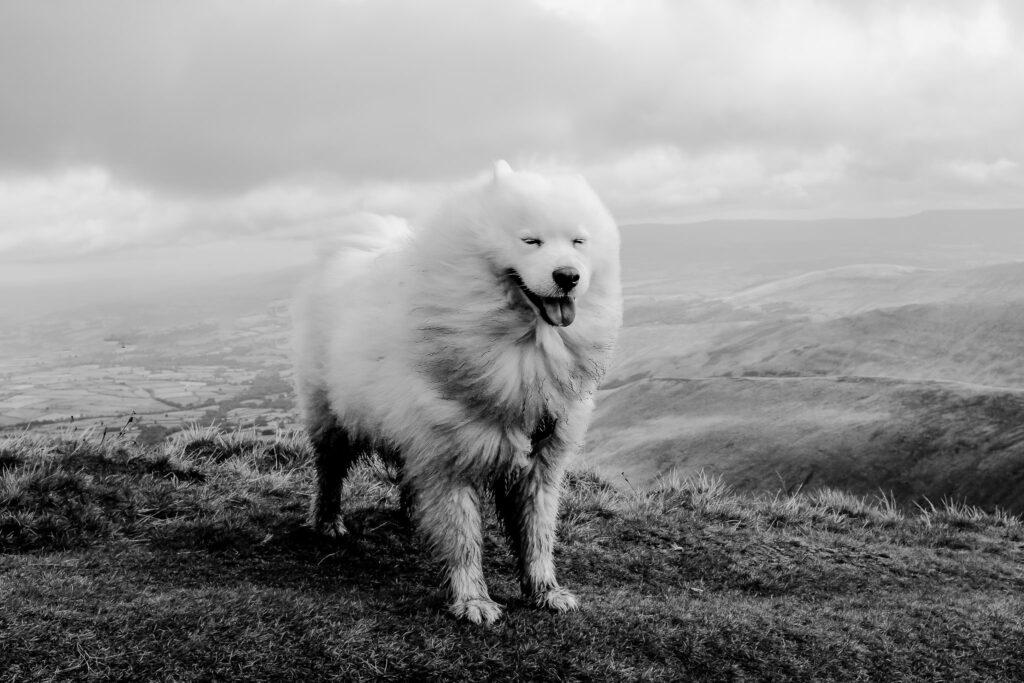 Dog Photographer Brecon