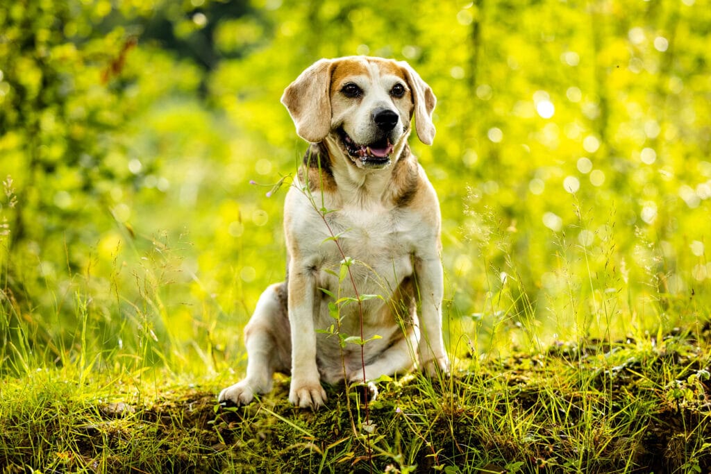 Dog photographer - Beagle