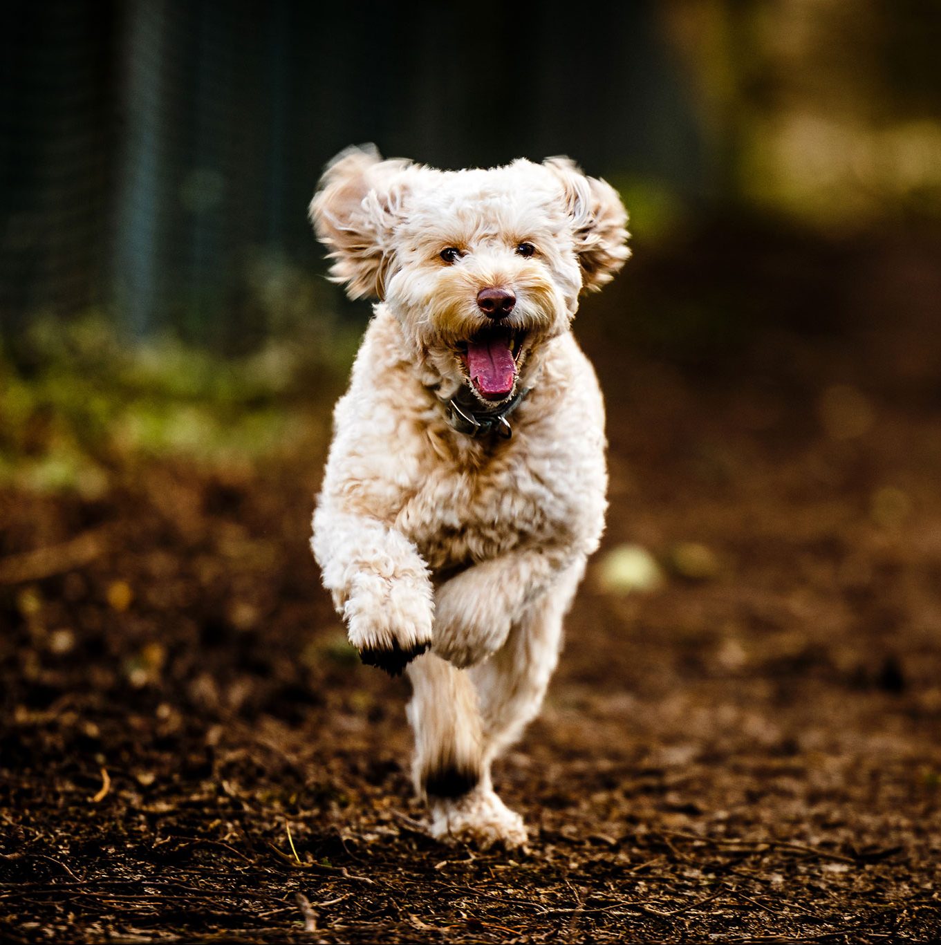 Dog photographer South Wales