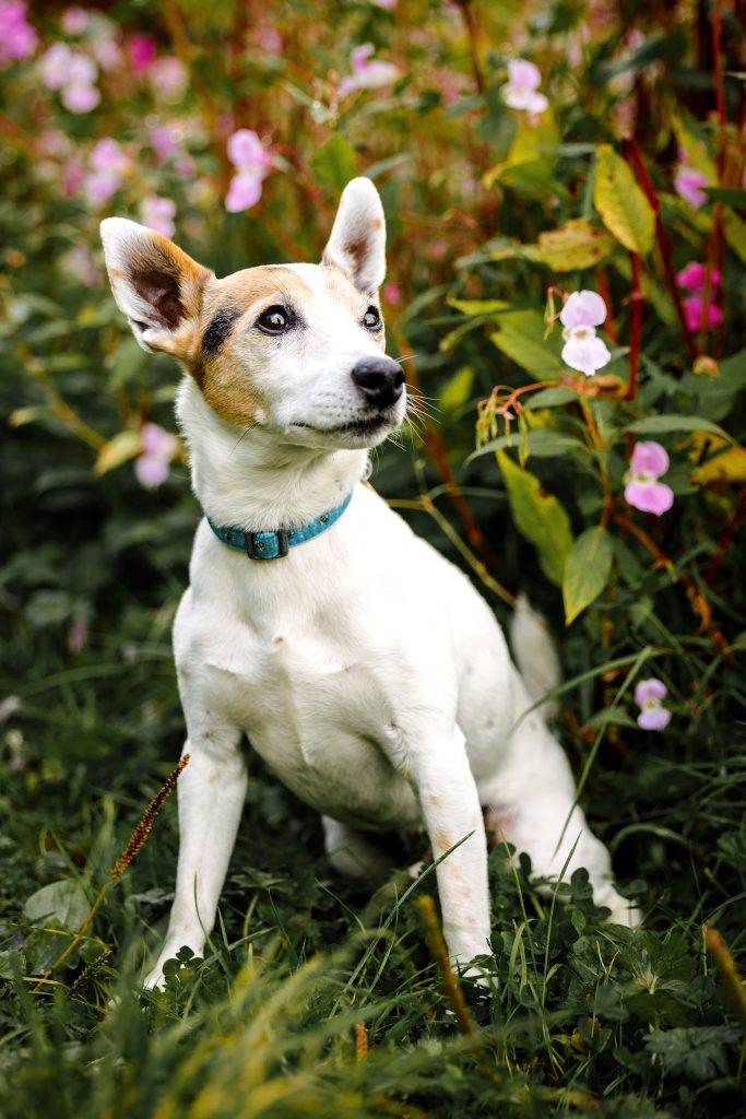 Jack Russell - Dog Photographer South Wales