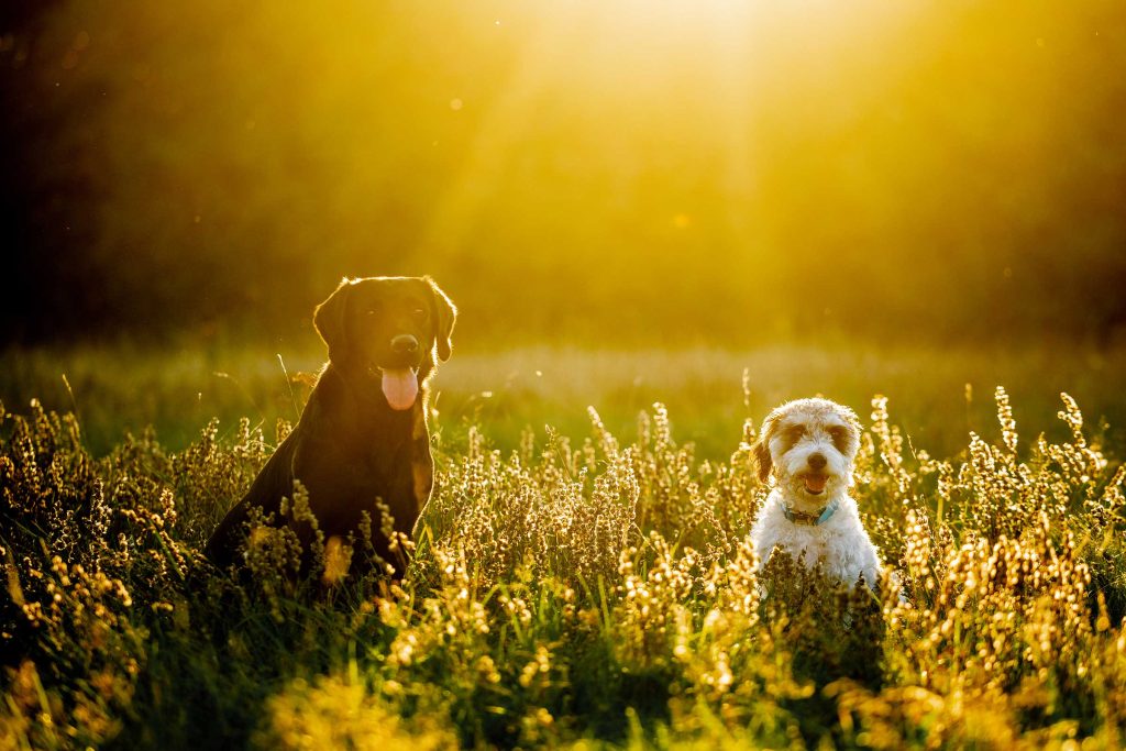 Dog Photographer UK