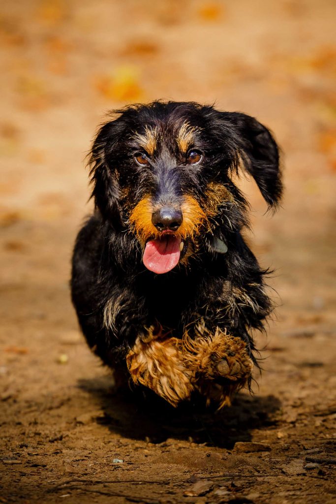 Dog photography Bridgend - Dachshund