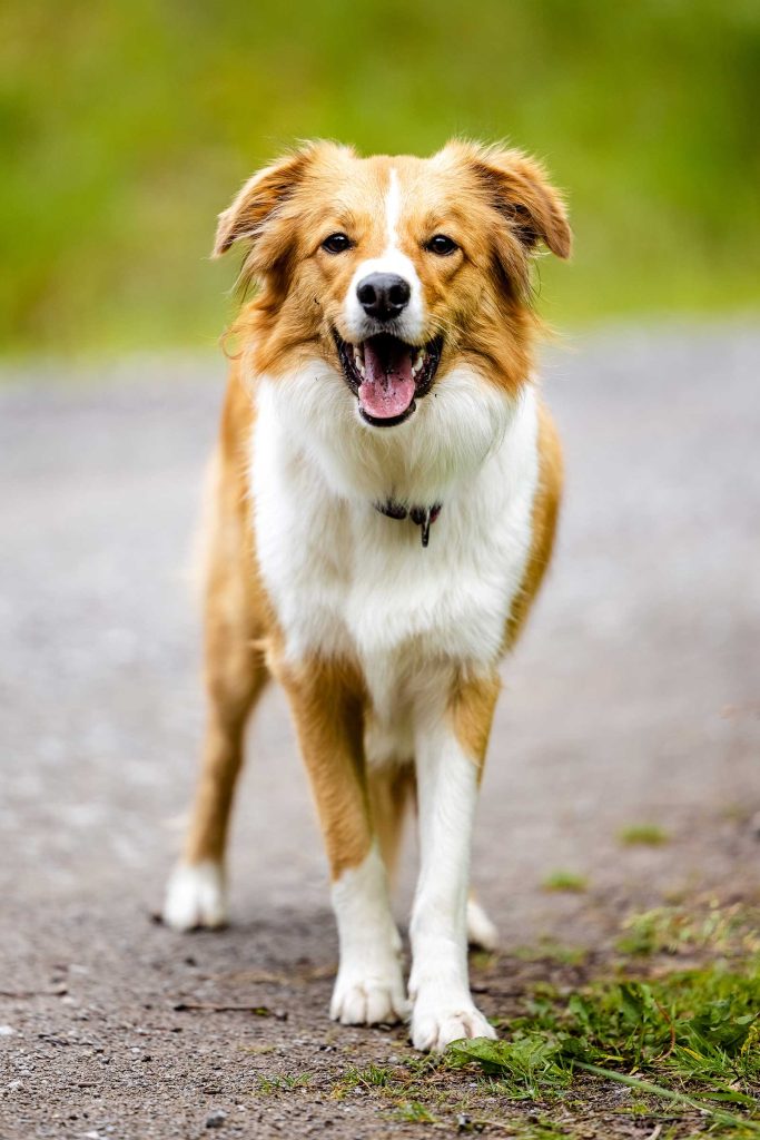 Dog Photography Wales