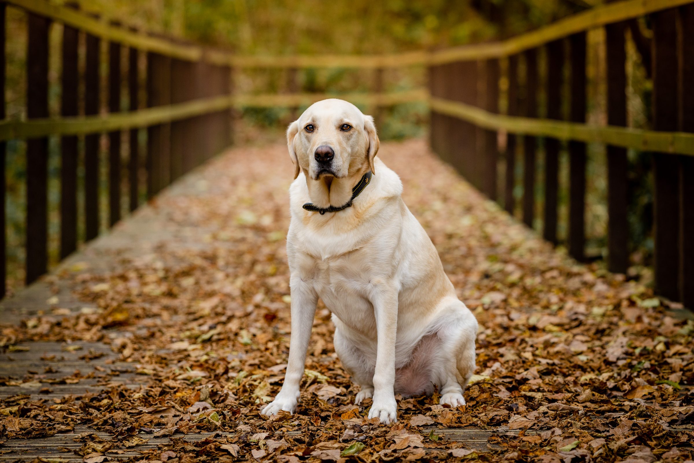 Dog Photography Bridgend