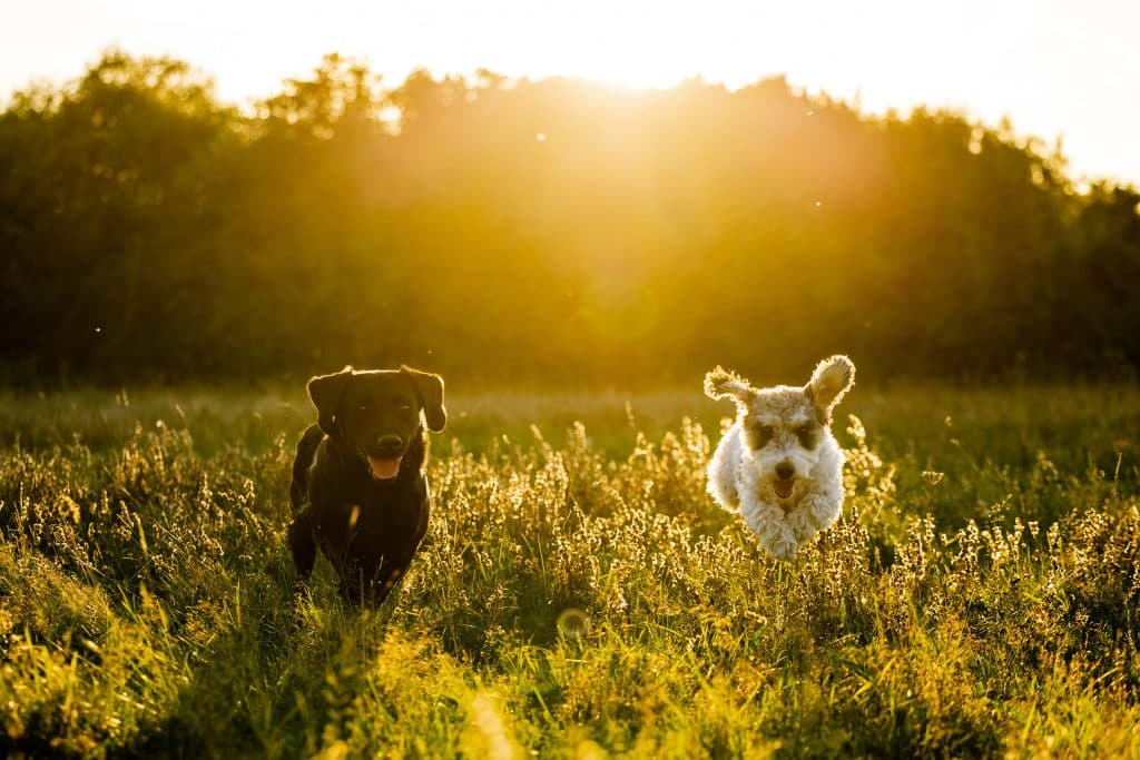 Dog Photographer South Wales