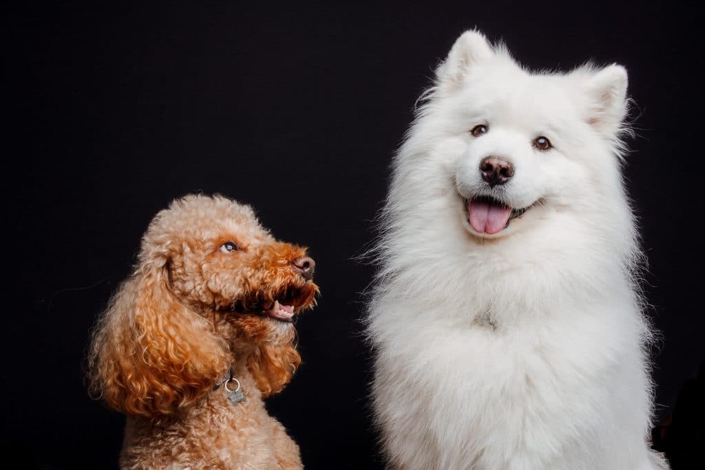 Studio Dog Photography Bridgend, South Wales