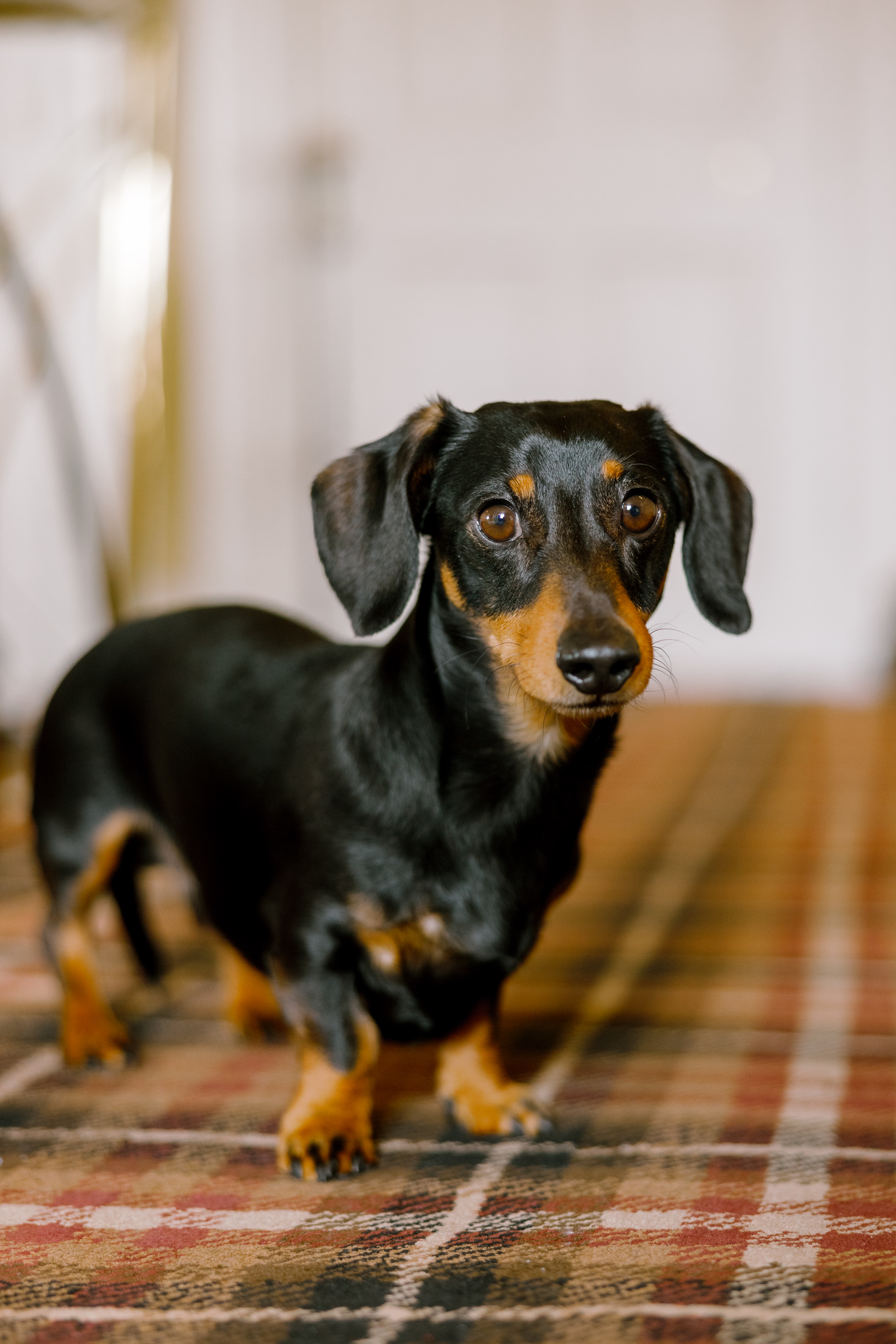 Dash the Dachshund