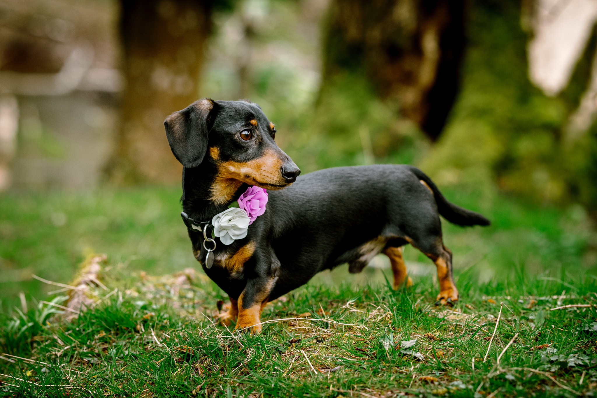Dachshund - Wedding at Peterstone Court