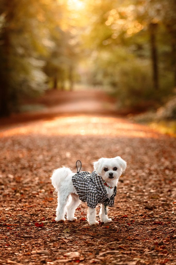 Dog photographer Cardiff