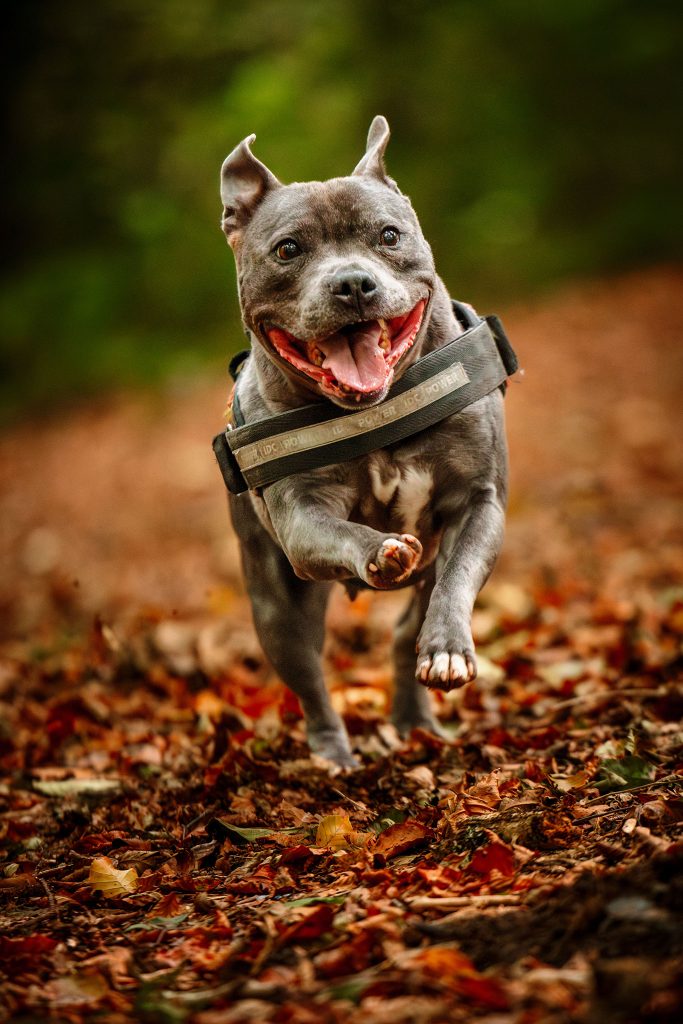 Dog Photography Cardiff