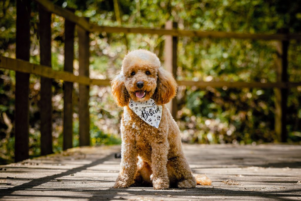 Cockapoo Dog Photography Bridgend