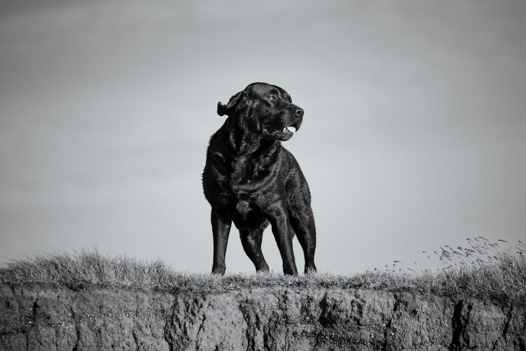 Dog Photographer Bridgend