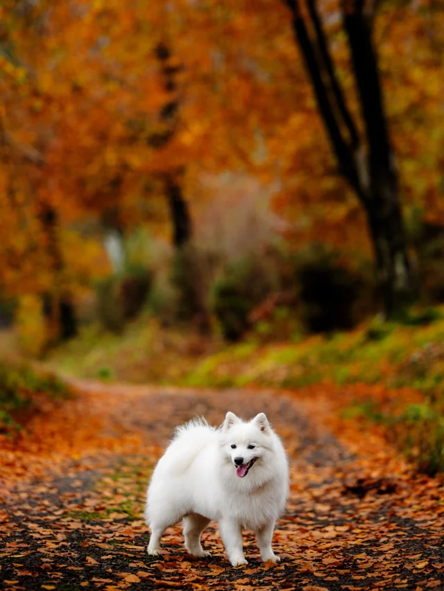 Kato enjoying Autumn. 

Book an on location dog photography session. Gift vouchers also available to purchase. 

DM for me info or go to website and click on portraits for more information

#dogphotography #dogphotographerwales #japanesespitzdog #dogphotographeruk #japanesespitz #whitespitz #doglovers