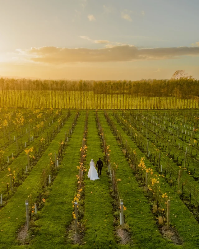 Sarah & Jon-Marc’s Aldwick Estate Wedding 

After a week of rain, the clouds finally parted and Somerset blessed us with the most gorgeous golden hour over the vineyard at Aldwick Estate. 

Sarah absolutely stole the show in her stunning red Jimmy Choos (the ultimate pop of colour!) and later wowed everyone again when she slipped into the most chic evening dress, effortlessly elegant from start to finish. 

From golden light and vineyard views to laughter-filled portraits before the sun dipped behind the hills, this November wedding was pure magic.

Venue: @aldwickestate 
Photographer: Steve Wheller @artbydesignphotography 
Flowers: @nortonflowers 
Hair and Makeup  @roseforresthairandmakeupartist 
Harpist: @bristolharpist 
Band: The Renegades
Nails: @lb_browsandbeauty 
Venue Babysitting: @pitchupandplay 

#AldwickEstateWedding #SomersetWedding #UKWeddingPhotographer #GoldenHourWedding #VineyardWedding #JimmyChooBride #ArtByDesignPhotography #LuxuryWeddingPhotography #RealWeddings #weddinginspiration