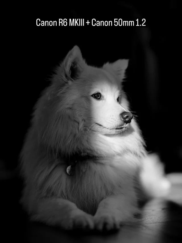 Kato, my muse. Testing out the new Canon R6 MKIII with the Canon RF 50mm 1.2. For you camera nerds, this was ISO 100, f/1.2, 1/320 sec all in natural light.

Canon R6 MKIII | Canon RF 50mm1.2 | Canon Camera

#canonr6mkiii #canonrf50f12 #photographerwales #blackandwhitephotography #dogphotography