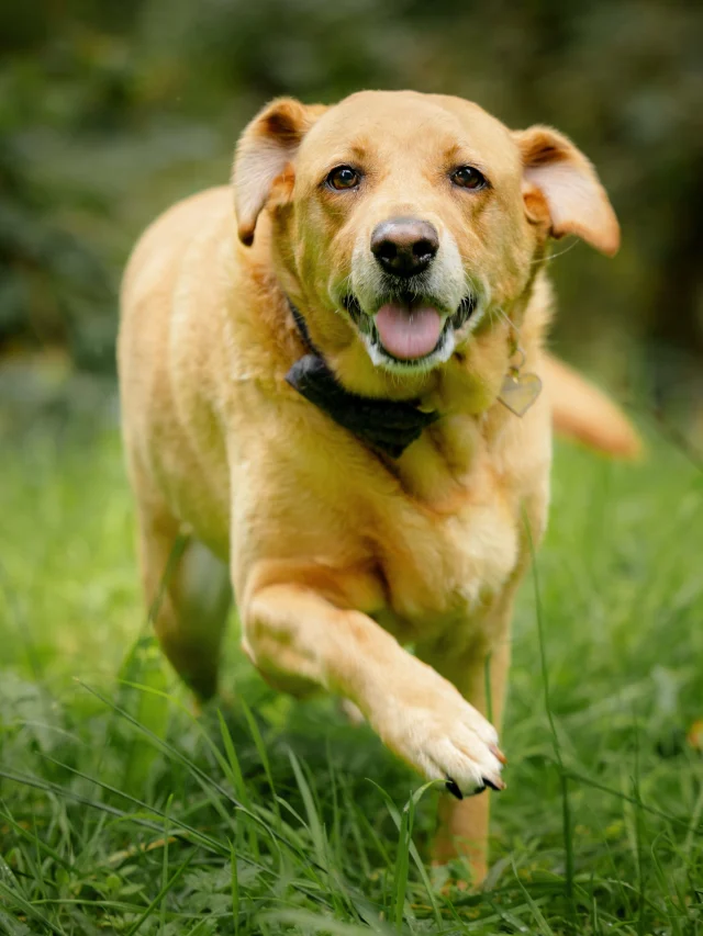 I had the pleasure to photograph Honey, the 10 year old golden labrador at Bryngarw Park. After some nice treats and a fuss she stopped long enough for me capture some beautiful portraits of her. 

These companionship sessions are perfect for older dogs who don’t want to walk too far and also get some portraits with their owner for them to show on their doggy insta. 

Dog Photographer Bridgend | Dog Photographer South Wales 

#dogphotography #goldenlabrador #dogphotographersouthwales #dogphotographerbridgend